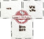 Anthicidae Scientific lot no. 11 (23 pcs)