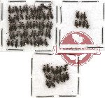 Anthicidae Scientific lot no. 10 (83 pcs)