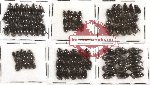 Hydrophilidae Scientific lot no. 2 (96 pcs)