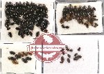 Hydrophilidae Scientific lot no. 6 (100 pcs)