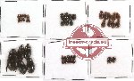 Hydrophilidae Scientific lot no. 3 (38 pcs)