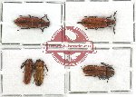 Scientific lot no. 4 Callirhipidae (5 pcs)