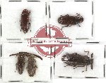 Scientific lot no. 3 Callirhipidae (5 pcs - 1 pc A2)