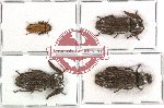 Scientific lot no. 1 Callirhipidae (4 pcs - 2 pcs A2)