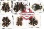 Dytiscidae Scientific lot no. 10 (22 pcs)