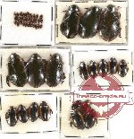 Dytiscidae Scientific lot no. 11 (50 pcs)