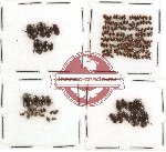 Dytiscidae Scientific lot no. 3 (cca 160 pcs)