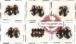 Dytiscidae Scientific lot no. 15 (21 pcs)