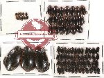 Dytiscidae Scientific lot no. 6 (81 pcs)