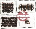 Dytiscidae Scientific lot no. 5 (82 pcs)