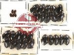 Dytiscidae Scientific lot no. 7 (30 pcs)