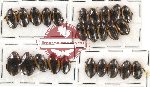 Dytiscidae Scientific lot no. 8 (25 pcs)