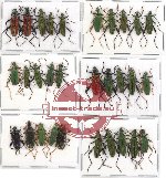 Scientific lot no. 2 Oedemeridae (30 pcs A-, A2)