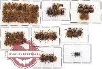 Scientific lot no. 60 Chrysomelidae (69 pcs - 4 pcs A2)