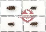 Scientific lot no. 16 Eucnemidae (4 pcs)