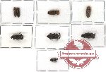 Scientific lot no. 14 Eucnemidae (8 pcs - 2 pcs A2)