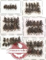Scientific lot no. 55 Curculionidae (60 pcs)