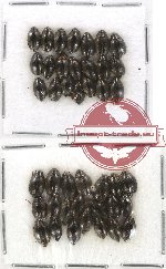 Gyrinidae Scientific lot no. 8 (42 pcs)