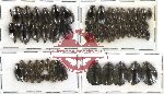 Gyrinidae Scientific lot no. 6 (54 pcs)