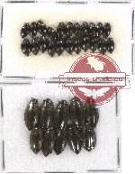 Gyrinidae Scientific lot no. 3 (32 pcs)