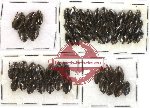 Gyrinidae Scientific lot no. 5 (56 pcs)