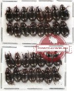 Hybosorinae Scientific lot no. 6 (30 pcs)