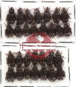 Hybosorinae Scientific lot no. 10 (29 pcs)