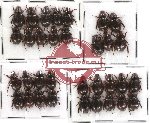 Hybosorinae Scientific lot no. 8 (33 pcs)