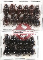 Hybosorinae Scientific lot no. 9 (22 pcs)