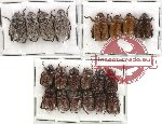 Scientific lot no. 23 Rutelinae (Adoretini) (20 pcs)