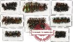 Scientific lot no. 27 Rutelinae (60 pcs)