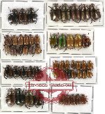 Scientific lot no. 22 Rutelinae (53 pcs)