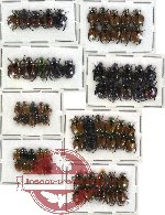 Scientific lot no. 25 Rutelinae (72 pcs)