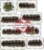 Scientific lot no. 24 Rutelinae (37 pcs)