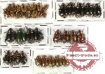 Scientific lot no. 18 Rutelinae (37 pcs)