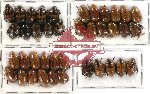 Scientific lot no. 20 Rutelinae (39 pcs)