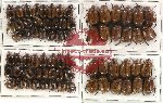 Scientific lot no. 15 Rutelinae (71 pcs)