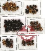 Scientific lot no. 19 Rutelinae (63 pcs)