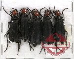 Scientific lot no. 13 Meloidae - Epicauta sp. (5 pcs)