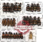 Scientific lot no. 14 Meloidae (28 pcs)