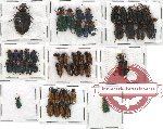 Scientific lot no. 19 Meloidae (49 pcs)