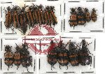 Scientific lot no. 12 Meloidae (19 pcs)