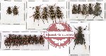 Scientific lot no. 16 Meloidae (19 pcs)