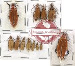 Scientific lot no. 17 Meloidae (12 pcs)