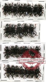 Scientific lot no. 21 Erotylidae (27 pcs)