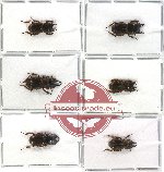 Lucanidae sc. lot no. 3 - Aegus, Aegotypus (6 pcs A-, A2)