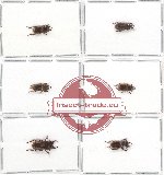 Lucanidae sc. lot no. 5 - Aegus (6 pcs A-, A2)