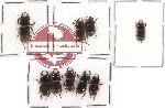 Lucanidae sc. lot no. 1 - Aegus (9 pcs A-, A2)