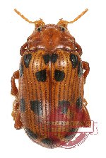 Chrysomelidae sp. 42
