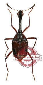 Scaphidiidae sp. 1